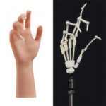 Articulated Fingers +$50.00